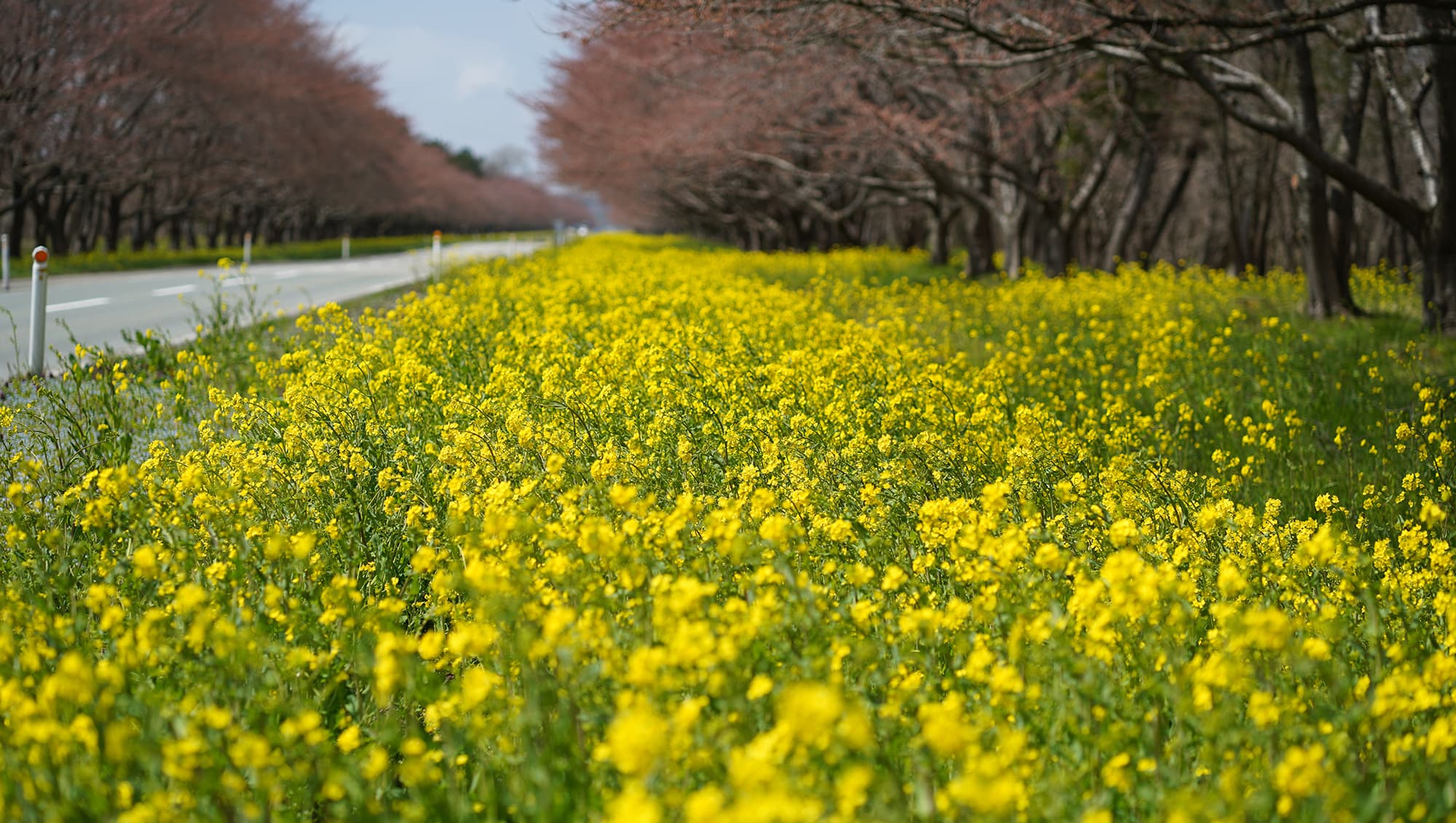 大潟村の肥沃な土壌